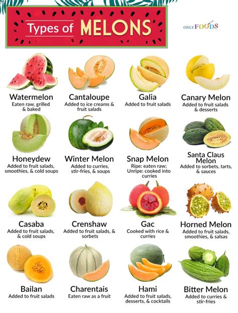 melones tubes|Types of Melons: Different Melon Varieties With Pictures and Names